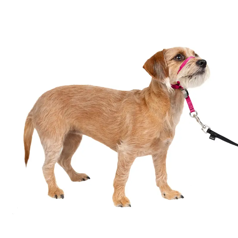 Gentle Leader Headcollar - Raspberry