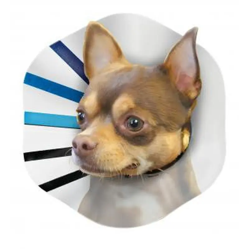 KONG E-Collar Clear/Blue/Black SM