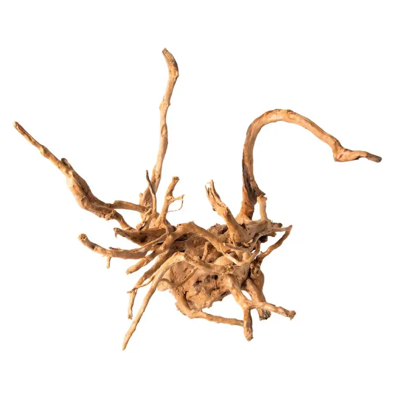 Galapagos Spider Wood root Brown 12 in - 24 in