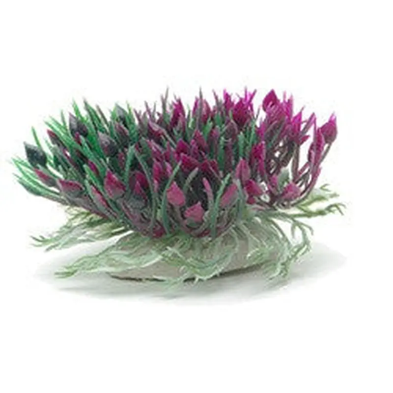 Marina Betta Purple Hearts Shrub 3in 12087