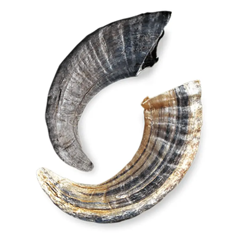 Iclnd D Lmb Horn Bulk 24ct