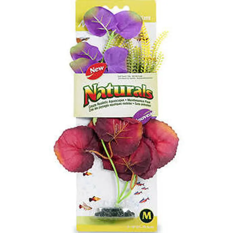 Marina Naturals Green and Deep Red Moneywort Plant Large Pp124