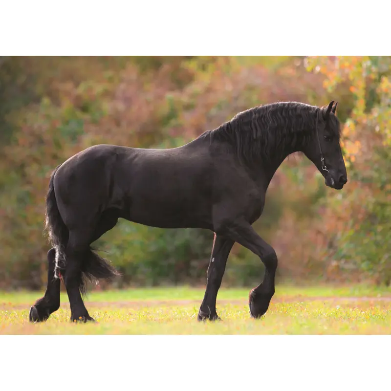 Know Your Horses